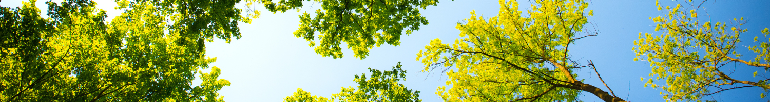 Tree Hero Image